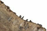 Cretaceous Monster Fish (Xiphactinus) Jaw Section - Kansas #316668-3